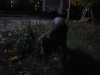 Нашли потеряшку, фотография 3