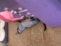 Отдам кота в хорошие руки, фотография 5