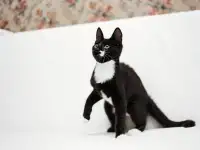 Черно-белый котенок Эльф ищет дом!, фотография 6