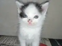 Отдаю котят в добрые ручки.Возраст 2 месяца (не породистые), фотография 4