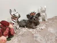 Эксклюзив.Чихуахуа окрас мерле и мини йорк., фотография 4