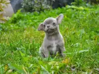 Лиловые мальчики чихуахуа, фотография 7