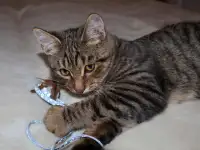 Домашний котенок 4 мес. Друг во всём. Залазит на плечи и целуется, фотография 8