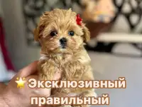 Мальтипу ф1 элитные мини и микро Корея только у нас, фотография 7