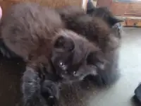 Котята в дар, фотография 5