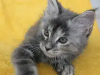 6 Котенок Мейн кун, фотография 2