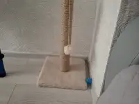 Котёнок, фотография 2