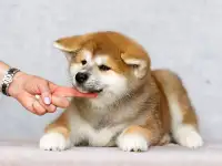 Щенки акита ину. Любимые Хатико, фотография 6