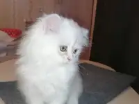 Британская кошечка, фотография 5