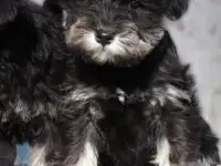 Щенки цвергшнауцера