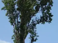Обрезка деревьев. Недорого., фотография 2