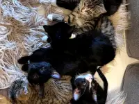 Котята в дар