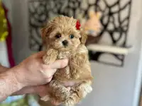Мальтипу ф1 мини и микро элита разведения, фотография 4