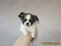 чихуахуа длинношерстный мальчик, фотография 8