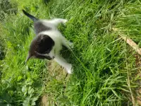Котята (3 недели), фотография 6