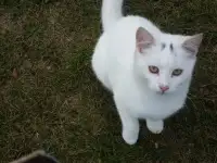 Котята ищут гостеприимный дом, фотография 3