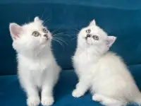 Британские котята, фотография 7