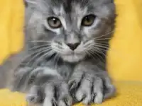 6 Котенок Мейн кун