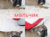 Французский бульдог щенки, фотография 8