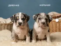 Щенки Американского булли, фотография 3