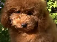 Продажа  пуделей, фотография 4