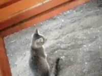 Кот в добрые руки, фотография 2