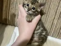 Бенгальские котята, фотография 4