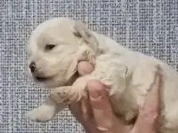 Мальтийской болонки щенки