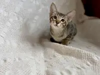 Котята ориентальной породы девочки, фотография 4