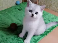Британские котята, фотография 3