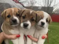 Животные, фотография 2