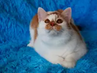 Красивый Котя с янтарными глазками ищет семью!, фотография 2