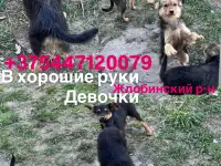 Щенки в дар