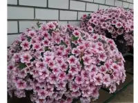 Семена петунии Опера