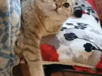 Продам котенка, фотография 4