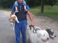 Дрессировка собак.