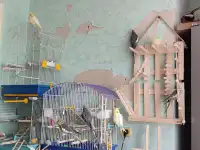 Семейство домашних кореллок, фотография 2