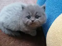 Котята, фотография 4