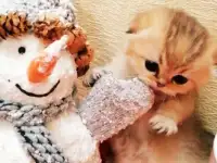 Продажа шотландского котенка, фотография 3