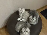 Шотландские котятатабби, фотография 4