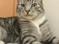 Красавец Барс ищет дом!, фотография 4