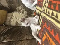 Котята Девон рекс, фотография 10