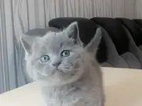 Шотландские котята, фотография 2