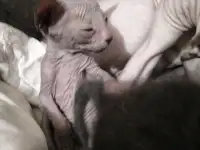 Котята Донского Сфинкса, фотография 2
