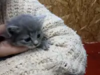 Котята в добрые руки, фотография 3