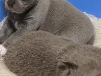 Чихуахуа лиловые, фотография 3
