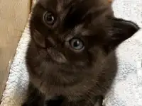 Шотландские котята, фотография 3