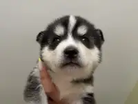 Щенки Хаски