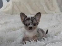 Мини чихуахуа .Мальчик.Голубой мерле., фотография 5