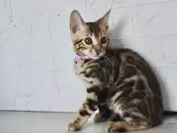 Бенгальский котенок девочка бейби фейс, фотография 7